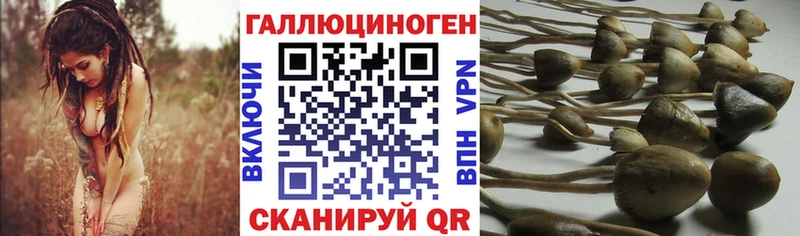 Купить где  Гуково  Псилоцибиновые грибы мицелий 